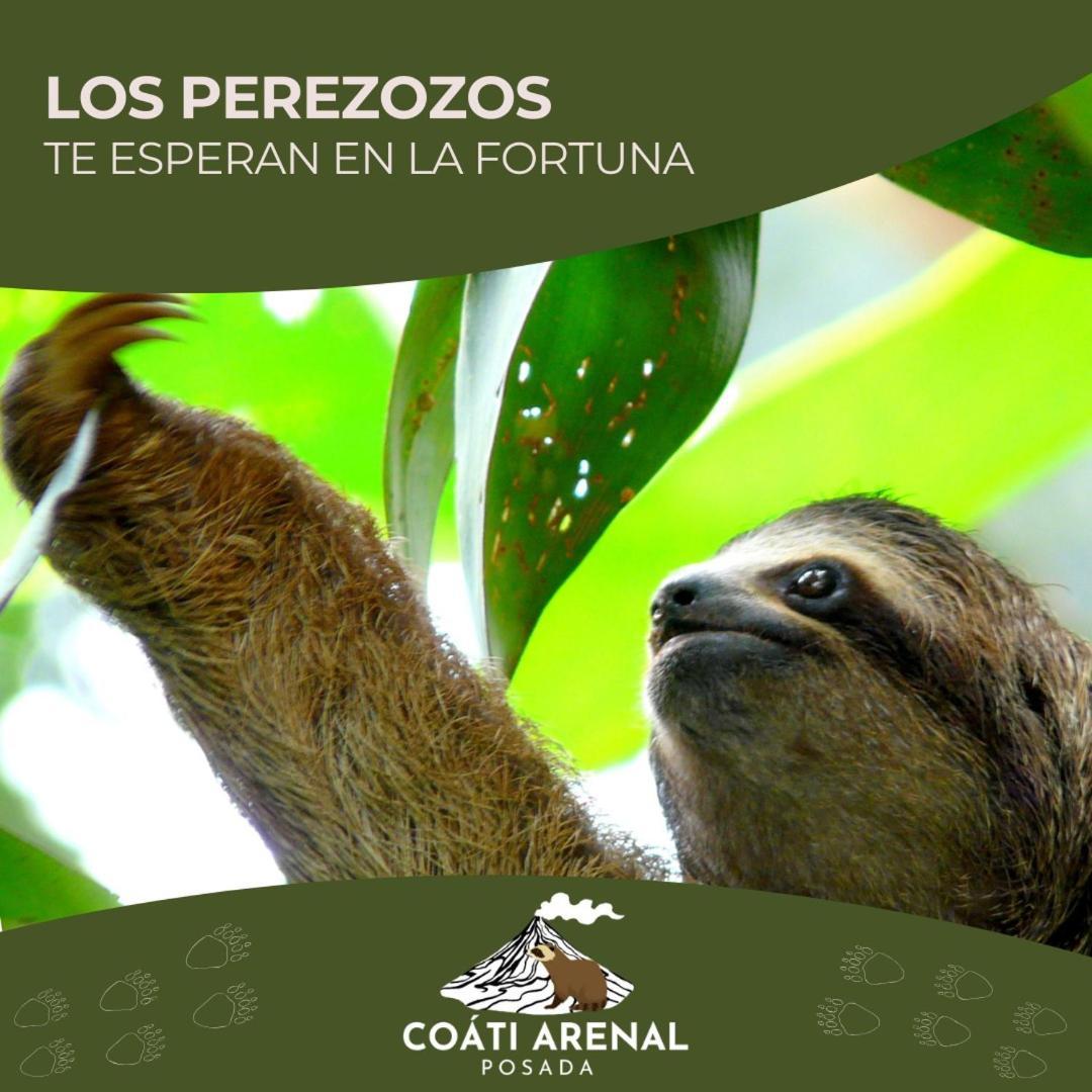 Coati Del Arenal Posada La Fortuna Dış mekan fotoğraf